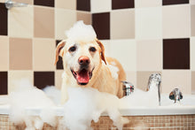 Load image into Gallery viewer, PURE95 Concentrated Amino Dog Shampoo