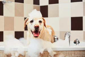 PURE95 Concentrated Amino Dog Shampoo